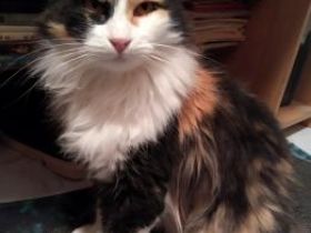 Katia, FIV positiv