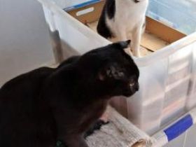 Yin, Yan  und Oso, 1 und 6 Jahre jung