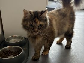 Kitten suchen neues Zuhause