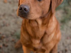 Labrador Foxred Deckrüde