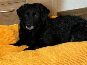 Beauty unser Herzenshund...
