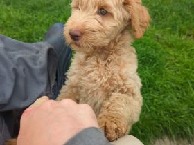 🐾 Australische Labradoodle Welpen – zuhause aufgezogen, sozial & hypoallergen