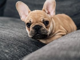 Suche französische Bulldogge Welpen Rüden
