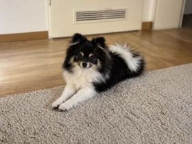 Ares Zwergspitz