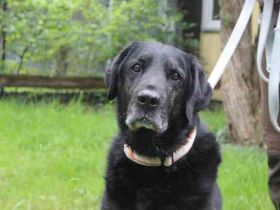 Benthley, Labrador-Mix, geb. 2014, ein lieber, ruhiger und ausgeglichener Senior