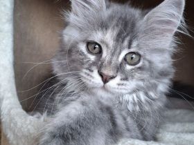 Maine Coon Kitten
