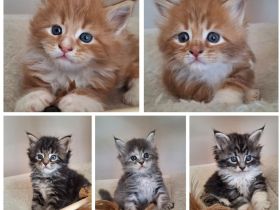 Maine Coon Kitten Katze Kater