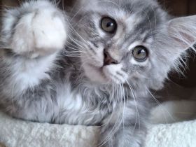Maine Coon Kitten