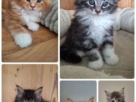 Maine Coon Kitten Katze Kater