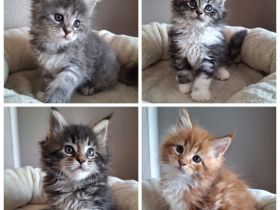 Maine Coon Kitten Katze Kater