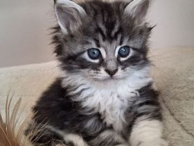 Maine Coon Kitten Katze Kater