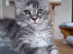 Maine Coon Kitten