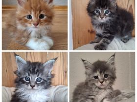Maine Coon Kitten Katze Kater