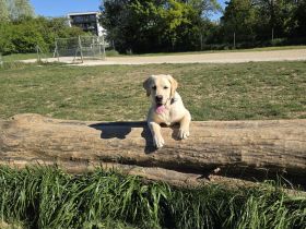 Betreuung für jungen Labrador gesucht