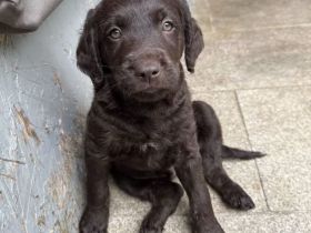 Wunderschöne Labradoodlewelpen