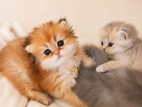 Britisch BKH BLH Kitten golden mit Stammbaum