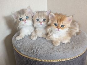 Britisch Kurzhaar Langhaar golden kitten mit Stammbaum