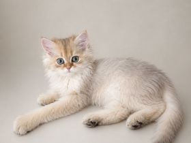 Britisch Kurzhaar Langhaar golden kitten mit Stammbaum