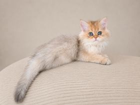 Britisch  Langhaar golden kitten mit Stammbaum