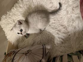 BKH Kitten