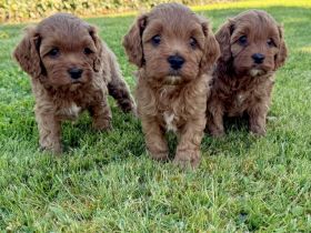 Cavapoo-Welpen in apricot suchen ein neues Zuhause