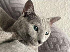 Reinrassiger Russisch blau Kater