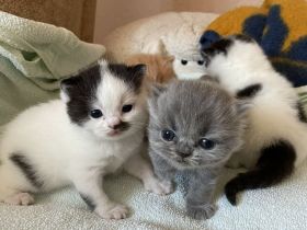 BKH Britisch Kurzhaar / BLH Highlander Kätzchen Kitten Babys geimpft+Stammb. aus Sachsen