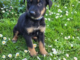 Hundewelpen Welpen Großer Schweizer Sennenhund Schäferhund Dobermann Mischling