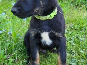 Hundewelpen Welpen Großer Schweizer Sennenhund Schäferhund Dobermann Mischling