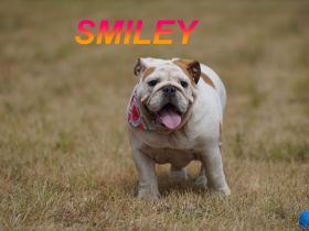 Gesunde Reinrassige Englische Bulldogge Welpen