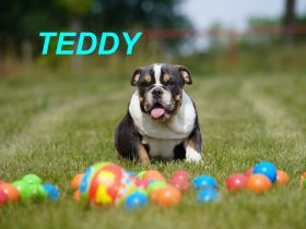 Gesunde Reinrassige Englische Bulldogge Welpen