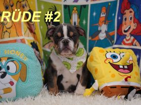 Gesunde Reinrassige Englische Bulldogge Welpen