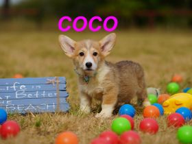 Bezaubernde Reinrassige Welsh Corgi Pembroke Welpen auf Familiensuche