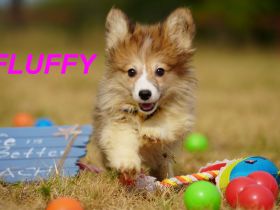 Bezaubernde Reinrassige Welsh Corgi Pembroke Welpen auf Familiensuche