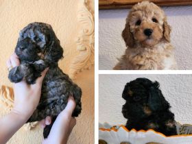 Cockapoo / Goldendoodle Welpen, (ähnlich Kleinpudel Hybriden, Cavapoo, Maltipoo)