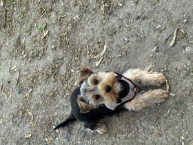 Verspielter Yorkshire Terrier Welpe sucht verantwortungsvolles Zuhause