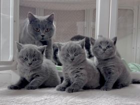 BKH Kitten reinrassig