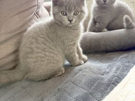 Noch 1 Britisch Kurzhaar Kater (11 Wochen alt) in 1 Woche abzugeben
