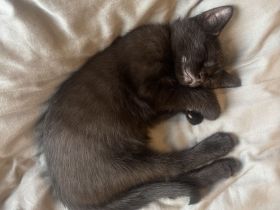 BKH Kater abzugeben – geimpft & kastriert