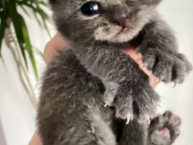 BKH Kitten Silver Tabby reinrassig