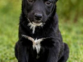 Pavo - kleiner fröhlicher Schmusehund