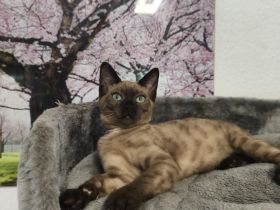Reinrassige Bengal Snow Kitten mit Stammbaum