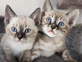 Reinrassige Bengal Snow Kitten mit Stammbaum