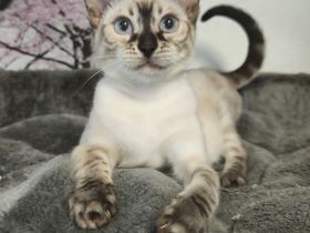 Reinrassige Bengal Snow Kitten mit Stammbaum