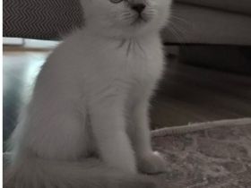 🐾 Wunderschöne BKH Kitten-Dame sucht liebevolles Zuhause 🐾