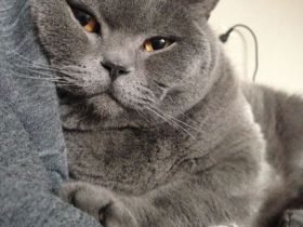 BKH Blue Xl Kater