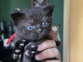 Süße Britisch Kurzhaar kitten ab Mitte/Ende Juli