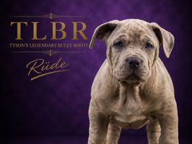 American Bully