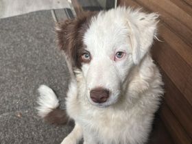 Border collie Hund
