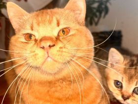 BKH Deckkater sucht nette Dame